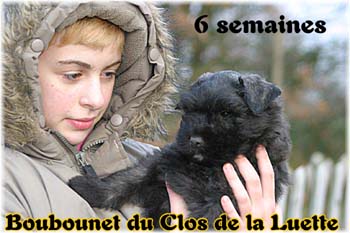 bouvier des flandres photo chiot - Elevage Clos Luette -  COPYRIGHT DEPOSE